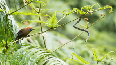 <i class='fa fa-user'></i> Lennart Verheuvel |   Stekelrugtimalia  <i class='fa fa-eye'> 283</i>  <i class='fa fa-thumbs-up'> 13</i>   <i class='fa fa-comment-o'> 11</i>