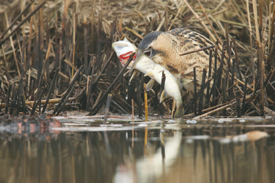 Bij mijn vorige roerdomp foto vermeldde ik dat deze kort daarna een dikke snoek ving. Bij deze dat moment. Je weet niet wat je ziet als zo'n niet al te grote reiger voor je neus een snoek van een halve meter uit het water trekt!! De setting kon mooier en door de aanwezigheid van wat mist het contrast achteraf nog wat op moeten voeren... maar wat een moment. De Roerdomp liep uiteindelijk naar achter weg met de snoek, afloop onbekend...

Groeten, Thijs