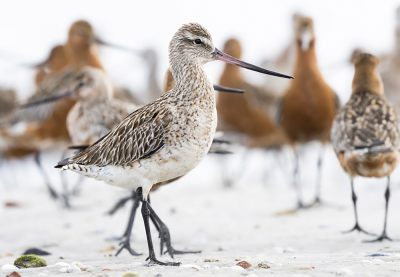 <i class='fa fa-user'></i> Bert Ooms |   Rosse Grutto  <i class='fa fa-eye'> 437</i>  <i class='fa fa-thumbs-up'> 31</i>   <i class='fa fa-comment-o'> 17</i>