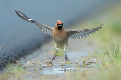 <i class='fa fa-user'></i> anevanrees |   Pestvogel  <i class='fa fa-eye'> 476</i>  <i class='fa fa-thumbs-up'> 20</i>   <i class='fa fa-comment-o'> 7</i>