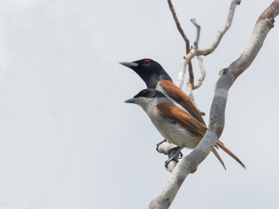 <i class='fa fa-user'></i> Paul van Giersbergen |   Rosse Vanga  <i class='fa fa-eye'> 167</i>   <i class='fa fa-comment-o'> 1</i>