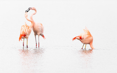 <i class='fa fa-user'></i> Hans Overduin |   Chileense Flamingo  <i class='fa fa-eye'> 442</i>  <i class='fa fa-thumbs-up'> 16</i>   <i class='fa fa-comment-o'> 10</i>