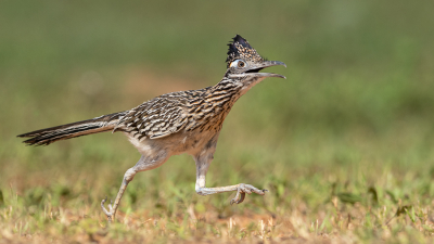 <i class='fa fa-user'></i> GeneGwin |   Grote Renkoekoek  <i class='fa fa-eye'> 313</i>  <i class='fa fa-thumbs-up'> 13</i>   <i class='fa fa-comment-o'> 9</i>