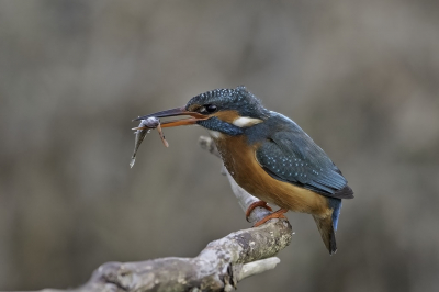 <i class='fa fa-user'></i> Hans Reitsma |   IJsvogel  <i class='fa fa-eye'> 332</i>  <i class='fa fa-thumbs-up'> 6</i>   <i class='fa fa-comment-o'> 6</i>