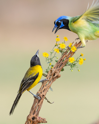 <i class='fa fa-user'></i> GeneGwin |   Zwartkoptroepiaal  <i class='fa fa-eye'> 319</i>  <i class='fa fa-thumbs-up'> 1</i>   <i class='fa fa-comment-o'> 4</i>