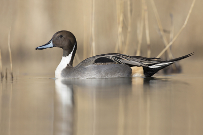 <i class='fa fa-user'></i> Luc Meert |   Pijlstaart  <i class='fa fa-eye'> 794</i>  <i class='fa fa-thumbs-up'> 53</i>   <i class='fa fa-comment-o'> 23</i>