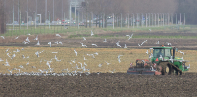 Ik had eigenlijk iets anders in m'n hoofd met Meeuwen, maar op strand de afgelopen weken heel weinig Meeuwen gezien, zal je altijd zien. In de polder in ieder geval genoeg Meeuwen die zich te goed doen aan van alles wat naar boven komt na het ploegen.