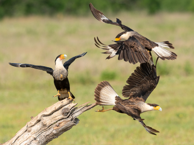 <i class='fa fa-user'></i> GeneGwin |   Noordelijke Kuifcaracara  <i class='fa fa-eye'> 223</i>  <i class='fa fa-thumbs-up'> 6</i>   <i class='fa fa-comment-o'> 3</i>