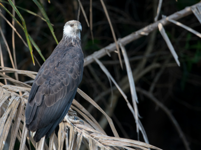 <i class='fa fa-user'></i> Paul van Giersbergen |   Madagaskarzeearend  <i class='fa fa-eye'> 183</i>   <i class='fa fa-comment-o'> 2</i>