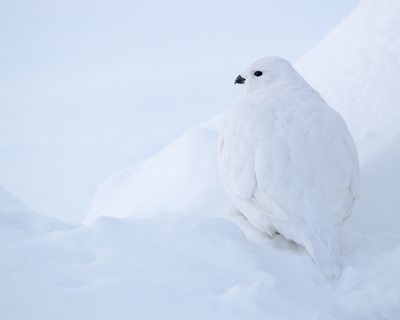 <i class='fa fa-user'></i> B Possen |   Moerassneeuwhoen  <i class='fa fa-eye'> 365</i>  <i class='fa fa-thumbs-up'> 27</i>   <i class='fa fa-comment-o'> 12</i>