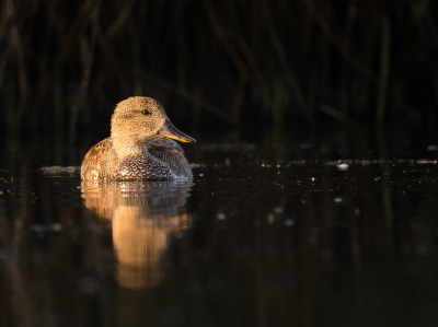 <i class='fa fa-user'></i> Vincent Vuik |   Krakeend  <i class='fa fa-eye'> 274</i>  <i class='fa fa-thumbs-up'> 11</i>   <i class='fa fa-comment-o'> 10</i>