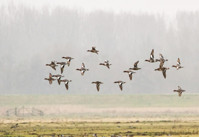 Het is heel makkelijk om een foto te maken met minstens 5 vogels van n soort. Ik heb er legio gemaakt. Maar welke moet je dan kiezen!?
Ik heb deze foto van een groepje Smienten die plotseling 'op de wieken gingen' gekozen, omdat dit alleen minstens 5 vogels zijn, maar ook aansluit bij het thema 'samen sterker'.