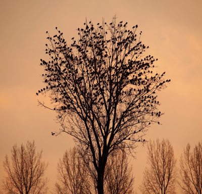 <i class='fa fa-user'></i> thijsglastra |   Houtduif  <i class='fa fa-eye'> 245</i>  <i class='fa fa-thumbs-up'> 9</i>   <i class='fa fa-comment-o'> 9</i>