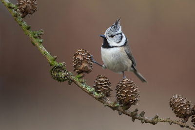 <i class='fa fa-user'></i> Arjan Troost |   Kuifmees  <i class='fa fa-eye'> 411</i>  <i class='fa fa-thumbs-up'> 14</i>   <i class='fa fa-comment-o'> 10</i>