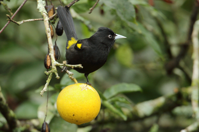 <i class='fa fa-user'></i> Martjan Lammertink |   Goudvleugelbuidelspreeuw  <i class='fa fa-eye'> 166</i>   <i class='fa fa-comment-o'> 1</i>