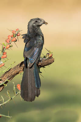 <i class='fa fa-user'></i> GeneGwin |   Groefsnavelani  <i class='fa fa-eye'> 288</i>  <i class='fa fa-thumbs-up'> 11</i>   <i class='fa fa-comment-o'> 5</i>