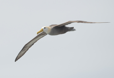 De gehele populatie van deze soort broedt in slechts n kolonie, namelijk op Espaola, n van de Galpagos eilanden. Een kolonie van misschien wel meer dan 18000 paar. Het broedseizoen, wat al in maart is begonnen, nadert zijn einde. Er zeilen nog enkele albatrossen over het eiland.