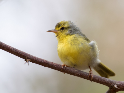 <i class='fa fa-user'></i> Paul van Giersbergen |   Grijsnekjery  <i class='fa fa-eye'> 156</i>   <i class='fa fa-comment-o'> 1</i>