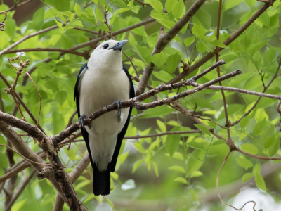 <i class='fa fa-user'></i> Paul van Giersbergen |   Witkopvanga  <i class='fa fa-eye'> 150</i>   <i class='fa fa-comment-o'> 1</i>