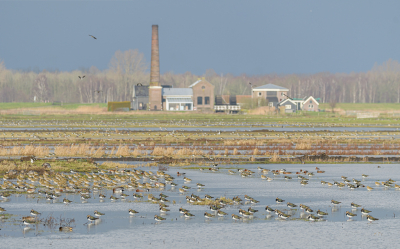 Helaas te laat voor de maandopdracht. Hoe vaak ik hier ook kom, ik blijft het een mooi gezicht vinden, vooral zo'n natte polder, met al die duizenden vogels erin. Op de foto staan ook nog goudplevieren, smienten, een wintertaling, wilde eenden en vast nog wel meer.