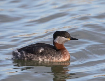 Soms heb je geluk. De vogel kwam steeds dichterbij, steeds meer in zomerkleed en de zon brak door.