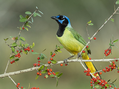 <i class='fa fa-user'></i> GeneGwin |   Groene Gaai  <i class='fa fa-eye'> 235</i>  <i class='fa fa-thumbs-up'> 6</i>   <i class='fa fa-comment-o'> 4</i>