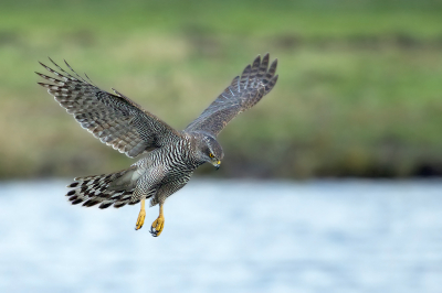 <i class='fa fa-user'></i> anevanrees |   Havik  <i class='fa fa-eye'> 582</i>  <i class='fa fa-thumbs-up'> 28</i>   <i class='fa fa-comment-o'> 14</i>