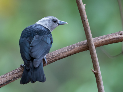 <i class='fa fa-user'></i> Paul van Giersbergen |   Witkopvanga  <i class='fa fa-eye'> 151</i>   <i class='fa fa-comment-o'> 2</i>