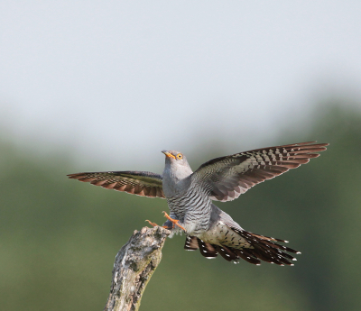 <i class='fa fa-user'></i> Henk Wiebe van der Meulen |   Koekoek  <i class='fa fa-eye'> 400</i>  <i class='fa fa-thumbs-up'> 12</i>   <i class='fa fa-comment-o'> 8</i>