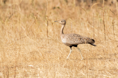 <i class='fa fa-user'></i> pjvantuil |   Sahelkuiftrap  <i class='fa fa-eye'> 243</i>  <i class='fa fa-thumbs-up'> 6</i>   <i class='fa fa-comment-o'> 6</i>