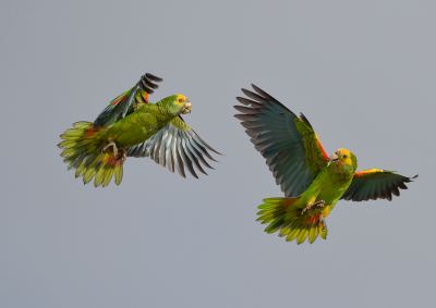 <i class='fa fa-user'></i> Tjballe |   Geelvleugelamazone  <i class='fa fa-eye'> 326</i>  <i class='fa fa-thumbs-up'> 14</i>   <i class='fa fa-comment-o'> 5</i>