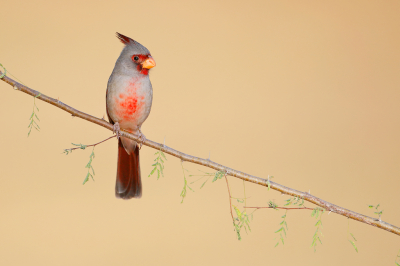 <i class='fa fa-user'></i> Wilfred Marissen |   Grijze Kardinaal  <i class='fa fa-eye'> 276</i>  <i class='fa fa-thumbs-up'> 8</i>   <i class='fa fa-comment-o'> 8</i>