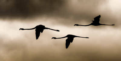 Hoewel het Kerkinimeer voor bekend is om haar kroeskoppelikanen, overwinteren hier ook veel andere vogelsoorten. Zo ook de Europese flamingo (Phoenicopterus roseus), die in grote groepen gezien kan worden. Tijdens zonsondergang kwamen enkele kleine groepjes langsvliegen.