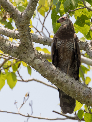 <i class='fa fa-user'></i> Paul van Giersbergen |   Holenkiekendief  <i class='fa fa-eye'> 196</i>   <i class='fa fa-comment-o'> 0</i>