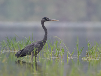 <i class='fa fa-user'></i> Paul van Giersbergen |   Madagaskarreiger  <i class='fa fa-eye'> 239</i>  <i class='fa fa-thumbs-up'> 10</i>   <i class='fa fa-comment-o'> 6</i>