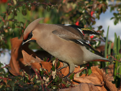 Vandaag zaten ze er opeens weer. Ongeveer 45 individuen. En als bonus een heerlijk zonnetje en al zeg ik het zelf een heerlijk resultaat. Heb ook nog foto's gemaakt a la Karel Mauer, namelijk van badderende Pestvogels en dan op de Els B.-manier door te gaan liggen. Deze komen nog aangezien ik op mijn limiet zit.