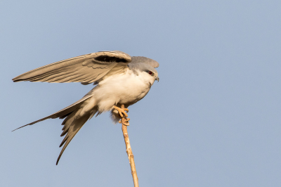 <i class='fa fa-user'></i> pjvantuil |   Afrikaanse Zwaluwstaartwouw  <i class='fa fa-eye'> 204</i>  <i class='fa fa-thumbs-up'> 2</i>   <i class='fa fa-comment-o'> 2</i>