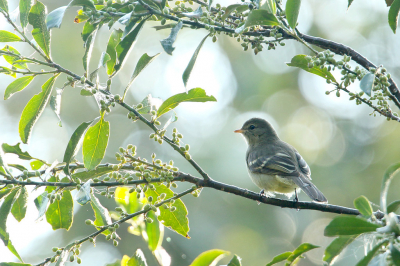 <i class='fa fa-user'></i> Martjan Lammertink |   Hooglandelenia  <i class='fa fa-eye'> 126</i>   <i class='fa fa-comment-o'> 2</i>