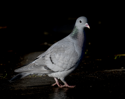 <i class='fa fa-user'></i> Fred |   Holenduif  <i class='fa fa-eye'> 215</i>   <i class='fa fa-comment-o'> 5</i>