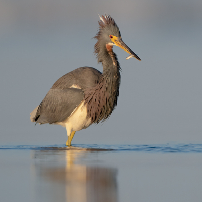 <i class='fa fa-user'></i> Hans Overduin |   Witbuikreiger  <i class='fa fa-eye'> 242</i>  <i class='fa fa-thumbs-up'> 6</i>   <i class='fa fa-comment-o'> 7</i>