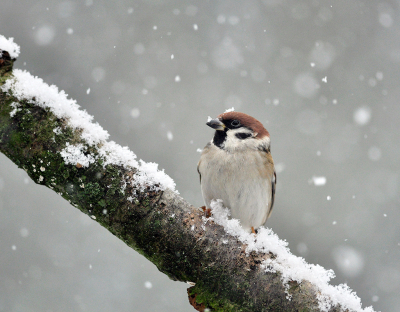 <i class='fa fa-user'></i> henkdikkers |   Ringmus  <i class='fa fa-eye'> 285</i>  <i class='fa fa-thumbs-up'> 16</i>   <i class='fa fa-comment-o'> 14</i>