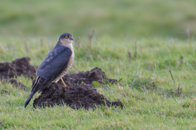 Na een middagje vogelen zag ik op de terugtocht deze sperwer "door" het riet aan komen vliegen. Hij had mij waarschijnlijk niet gezien, want hij ging redelijk dichtbij rustig op een molshoop zitten. Een buitenkansje.
