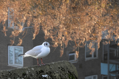 <i class='fa fa-user'></i> sieb |   Kokmeeuw  <i class='fa fa-eye'> 307</i>  <i class='fa fa-thumbs-up'> 20</i>   <i class='fa fa-comment-o'> 16</i>