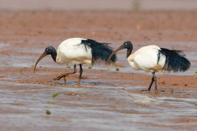 <i class='fa fa-user'></i> Paul van Giersbergen |   Kuifibis  <i class='fa fa-eye'> 167</i>  <i class='fa fa-thumbs-up'> 3</i>   <i class='fa fa-comment-o'> 3</i>