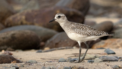 <i class='fa fa-user'></i> Kees Kroon |   Zilverplevier  <i class='fa fa-eye'> 319</i>  <i class='fa fa-thumbs-up'> 10</i>   <i class='fa fa-comment-o'> 7</i>