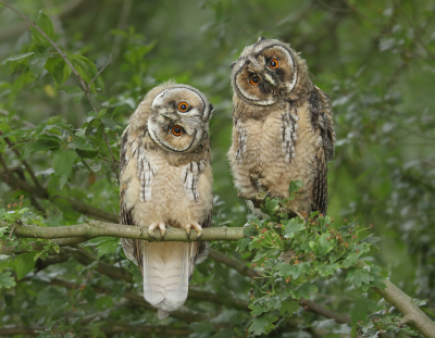 <i class='fa fa-user'></i> thijsglastra |   Ransuil  <i class='fa fa-eye'> 838</i>  <i class='fa fa-thumbs-up'> 39</i>   <i class='fa fa-comment-o'> 23</i>