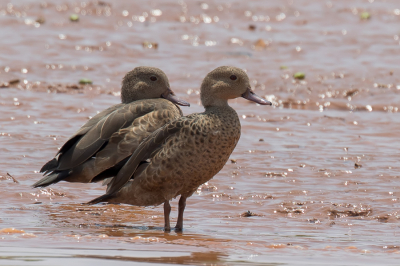 <i class='fa fa-user'></i> Paul van Giersbergen |   Madagaskartaling  <i class='fa fa-eye'> 160</i>   <i class='fa fa-comment-o'> 2</i>