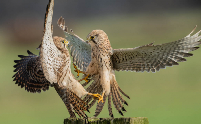 <i class='fa fa-user'></i> Harry Jamont |   Torenvalk  <i class='fa fa-eye'> 454</i>  <i class='fa fa-thumbs-up'> 27</i>   <i class='fa fa-comment-o'> 12</i>