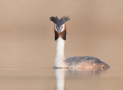 <i class='fa fa-user'></i> keesvanderklauw |   Fuut  <i class='fa fa-eye'> 398</i>  <i class='fa fa-thumbs-up'> 24</i>   <i class='fa fa-comment-o'> 15</i>