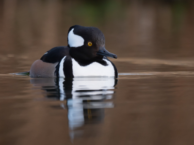 <i class='fa fa-user'></i> Vincent Vuik |   Kokardezaagbek  <i class='fa fa-eye'> 471</i>  <i class='fa fa-thumbs-up'> 20</i>   <i class='fa fa-comment-o'> 16</i>